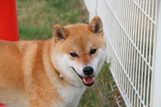 ワンコホテル『ライズちゃん、ぐうすけ君、ハチ君』_e0364854_10215984.jpg