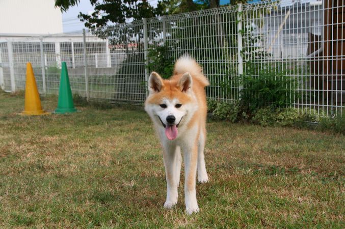 ワンコホテル『ライズちゃん、ぐうすけ君、ハチ君』_e0364854_10292960.jpg