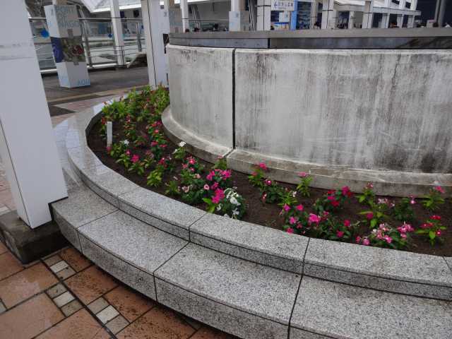 名古屋港水族館前花壇の植栽R4.8.8_d0338682_16284042.jpg