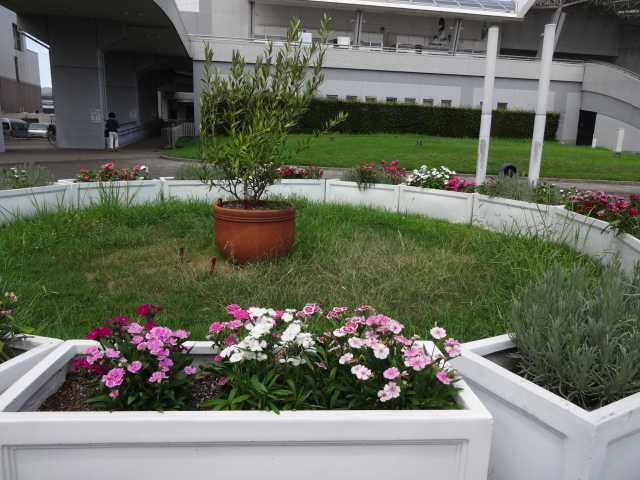 名古屋港水族館前花壇の植栽R4.8.8_d0338682_16300523.jpg