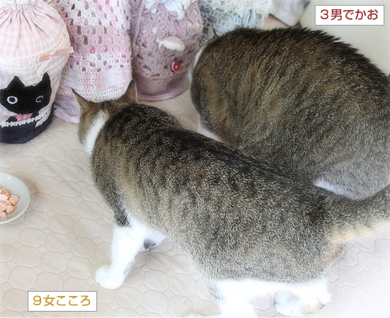お盆の恒例_a0389088_18033217.jpg