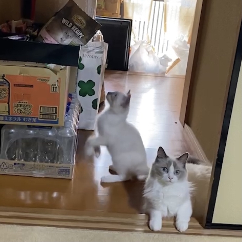 バッタに食べられているコリウスと盗み食いを企てている猫_c0404712_22554440.jpg