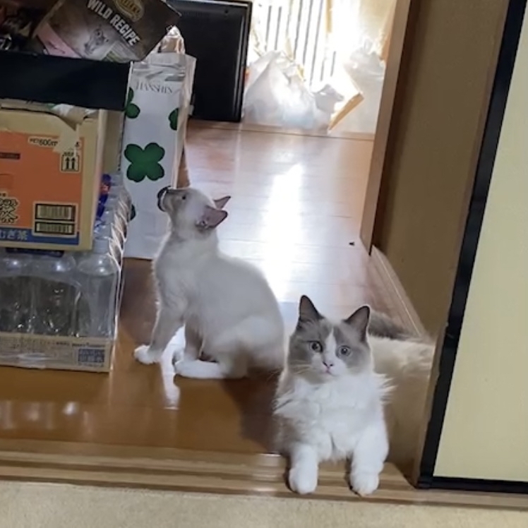 バッタに食べられているコリウスと盗み食いを企てている猫_c0404712_22554567.jpg