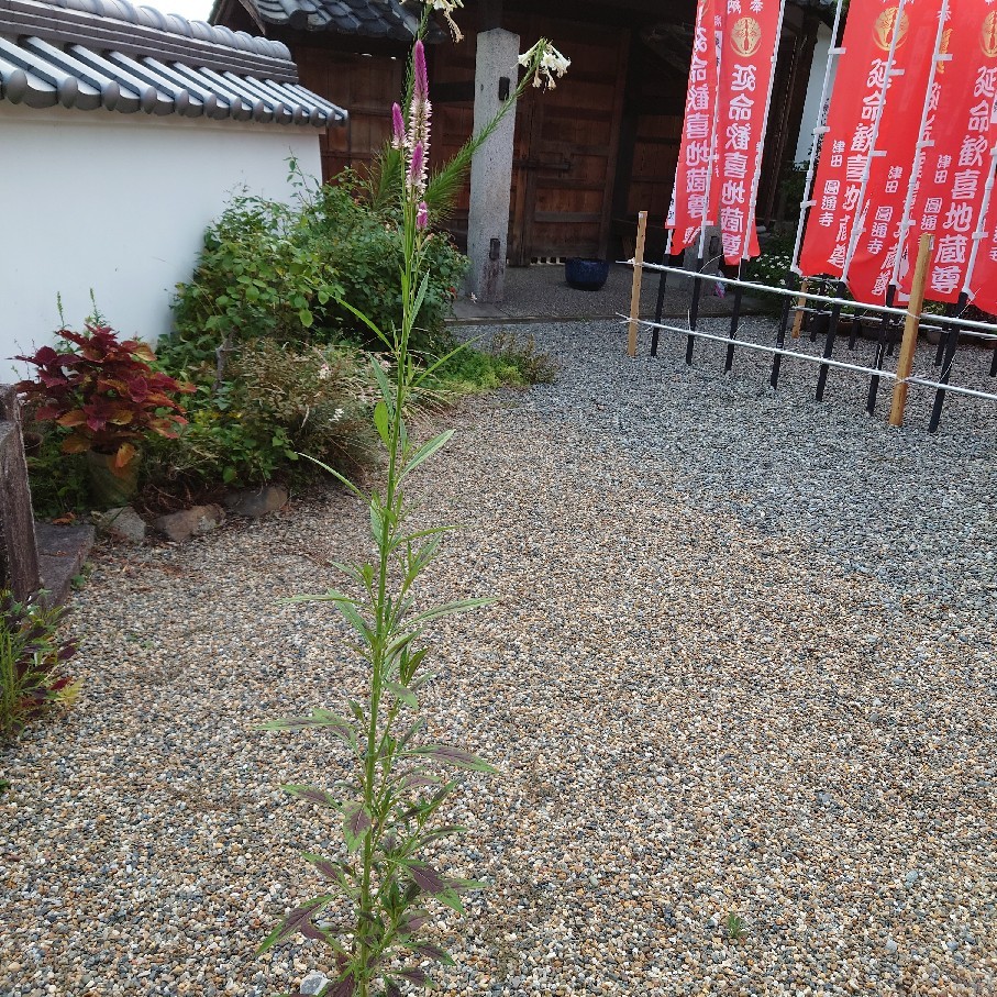 バッタに食べられているコリウスと盗み食いを企てている猫_c0404712_23460135.jpg