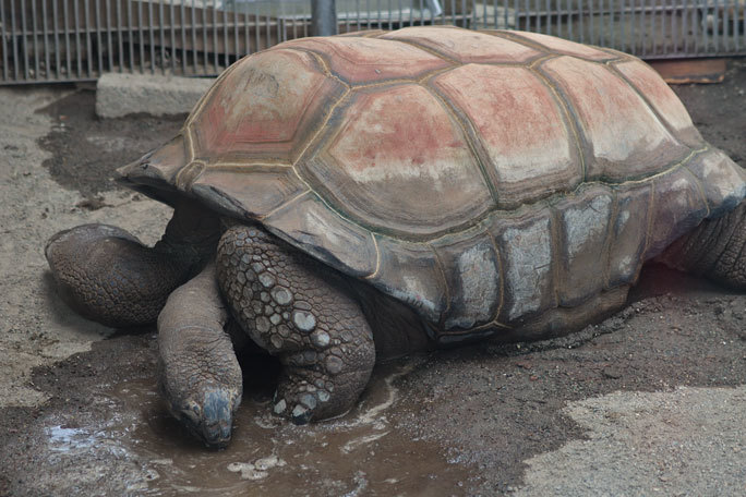 夢見ケ崎動物公園：カメ舎～アルダブラゾウガメ（March 2021） : 続々