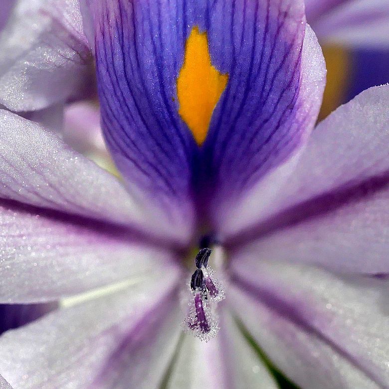 ホテイソウの花！・・・メチャ綺麗なのね♪_a0031821_14571493.jpg