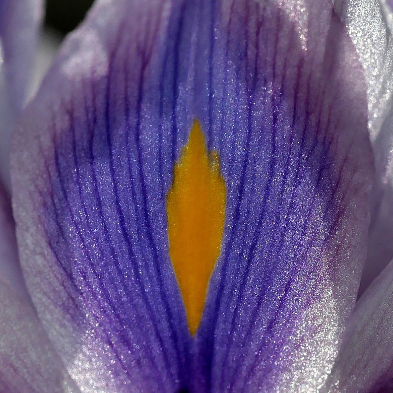 ホテイソウの花！・・・メチャ綺麗なのね♪_a0031821_14572801.jpg