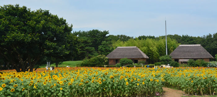 コキア＆ヒマワリ...国営ひたち海浜公園_f0103534_20344477.jpg