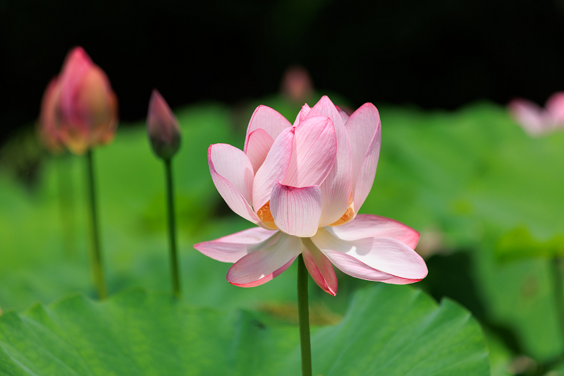 2022夏の花畑　藤原宮跡の蓮_f0155048_20580456.jpg