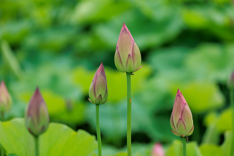 2022夏の花畑　藤原宮跡の蓮_f0155048_20594409.jpg