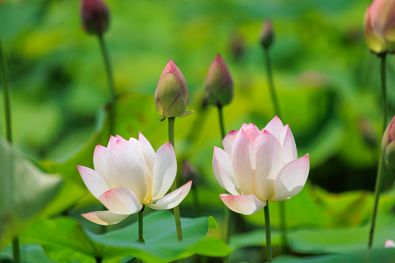 2022夏の花畑　藤原宮跡の蓮_f0155048_20595596.jpg