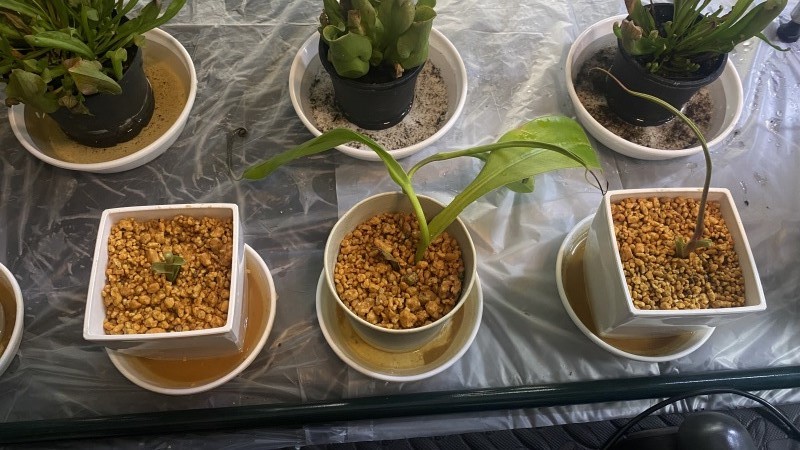 植物「諦めきれず悪あがきの挿し木」_b0362459_13292269.jpg
