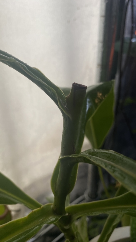 植物「諦めきれず悪あがきの挿し木」_b0362459_14091670.jpg