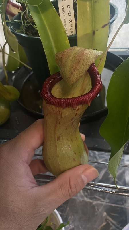 植物「諦めきれず悪あがきの挿し木」_b0362459_14273140.jpg
