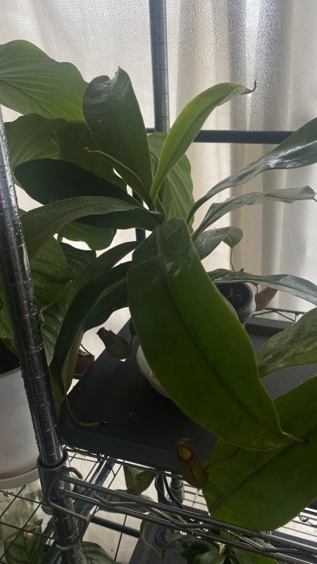 植物「諦めきれず悪あがきの挿し木」_b0362459_14285399.jpg