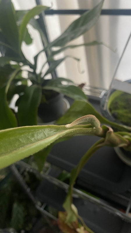 植物「諦めきれず悪あがきの挿し木」_b0362459_14433738.jpg