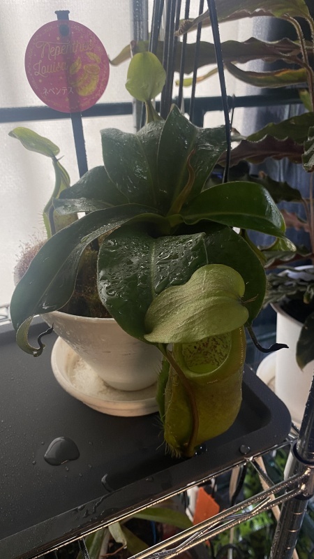 植物「諦めきれず悪あがきの挿し木」_b0362459_14483074.jpg