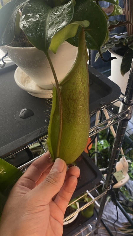 植物「諦めきれず悪あがきの挿し木」_b0362459_14501377.jpg