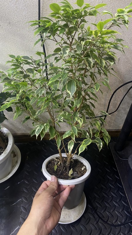 植物「諦めきれず悪あがきの挿し木」_b0362459_15015030.jpg
