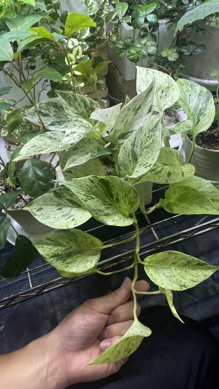 植物「諦めきれず悪あがきの挿し木」_b0362459_15023785.jpg