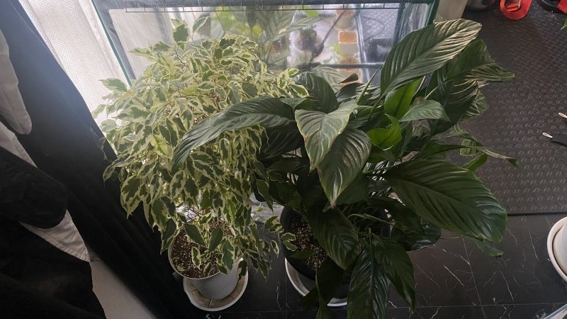植物「諦めきれず悪あがきの挿し木」_b0362459_15052636.jpg
