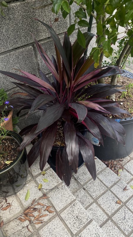 植物「諦めきれず悪あがきの挿し木」_b0362459_15074956.jpg