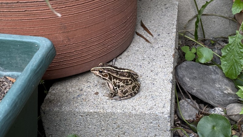 植物「諦めきれず悪あがきの挿し木」_b0362459_15174828.jpg