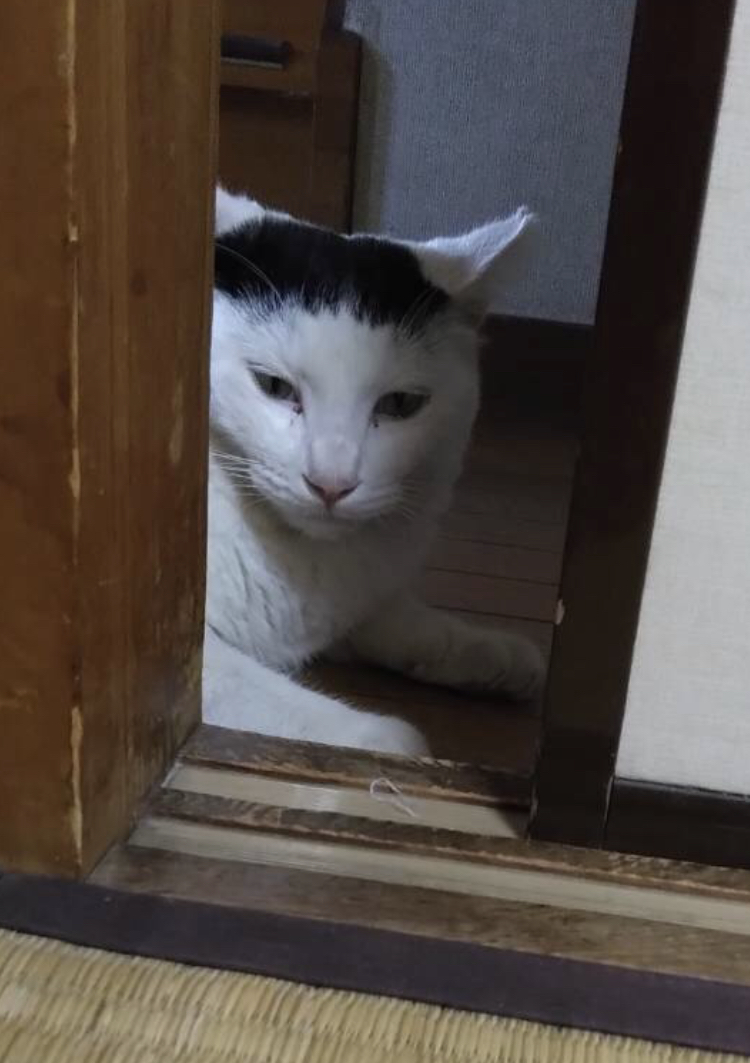 野良猫が歴史に穴を開けました_a0136671_00304923.jpeg