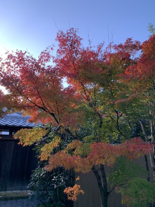 京都グルメタクシー　おいしい京都　〜2019年11月京都の旅③_a0147173_23353631.jpeg