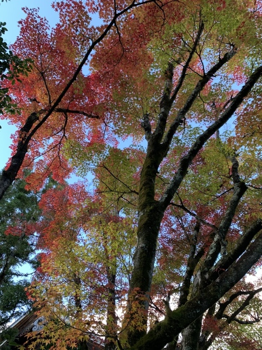 京都グルメタクシー　おいしい京都　〜2019年11月京都の旅③_a0147173_23403701.jpeg