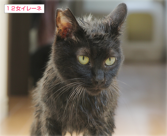 交通事故でも、生きてる!_a0389088_17414690.jpg