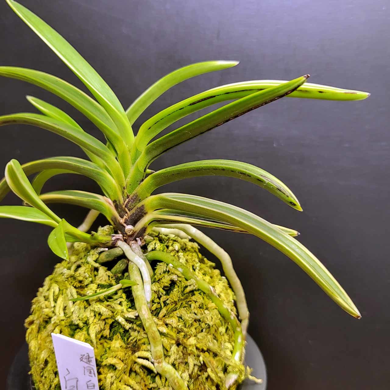 富貴蘭　必見!!讃岐宝扇(株立ち) 富貴蘭 必見!!讃岐宝扇(株立ち) （萩宝扇】 | 富貴蘭を楽しんで