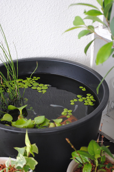 メダカ飼育 ｜ ベランダビオトープはじめました_b0351624_22525209.jpeg