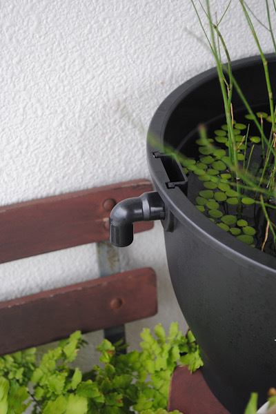 メダカ飼育 ｜ ベランダビオトープはじめました_b0351624_22530468.jpeg