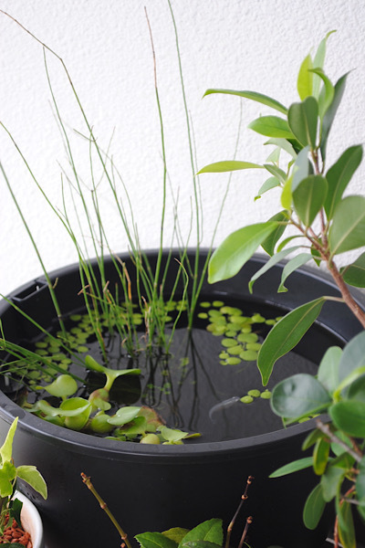 メダカ飼育 ｜ ベランダビオトープはじめました_b0351624_22531617.jpeg