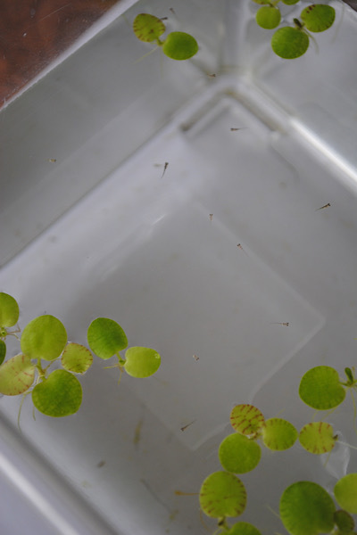 メダカ飼育 ｜ ベランダビオトープはじめました_b0351624_22533017.jpeg