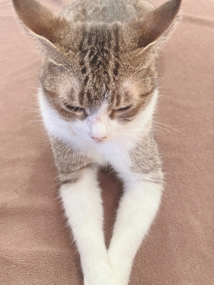 猫のベッド_a0389088_17555202.jpeg