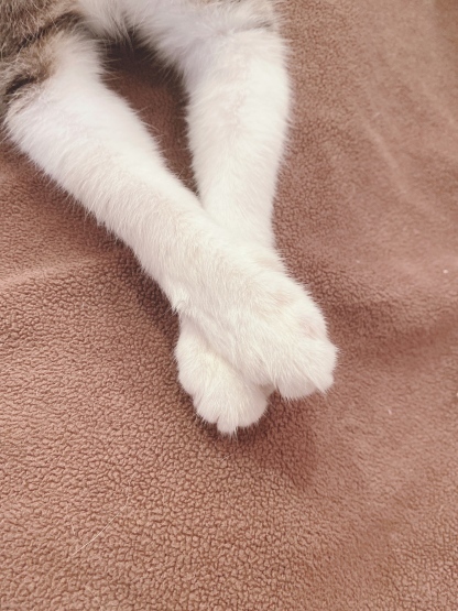 猫のベッド_a0389088_17571246.jpeg
