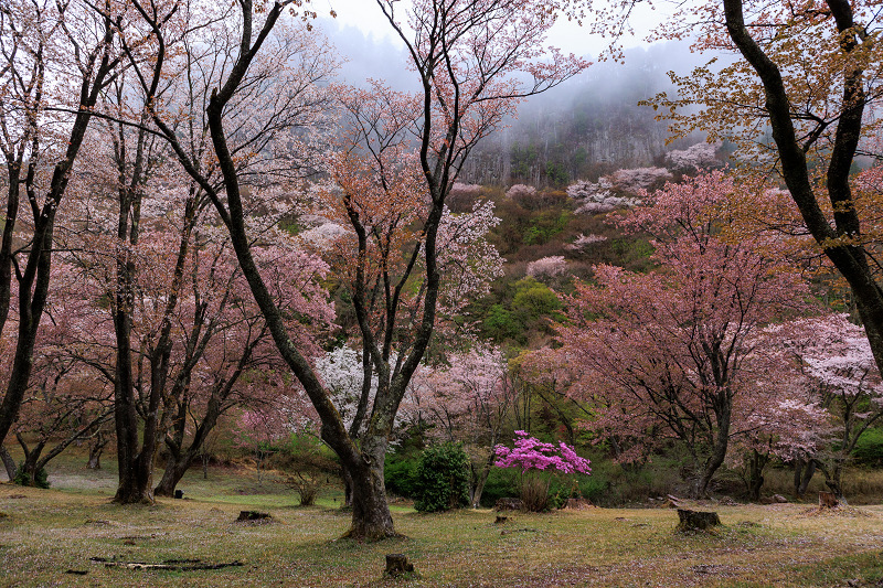 2022桜咲く奈良 屏風岩公苑 : 花景色-K.W.C. PhotoBlog 2022桜咲く奈良 屏風岩公苑 : 花景色-K.W.C. PhotoBlog
