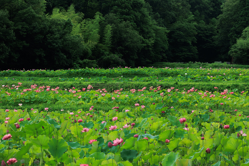 2022夏の花畑　あいのたにロータスプロジェクト_f0155048_23115699.jpg
