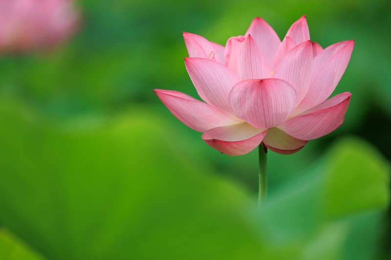 2022夏の花畑　あいのたにロータスプロジェクト_f0155048_23120643.jpg