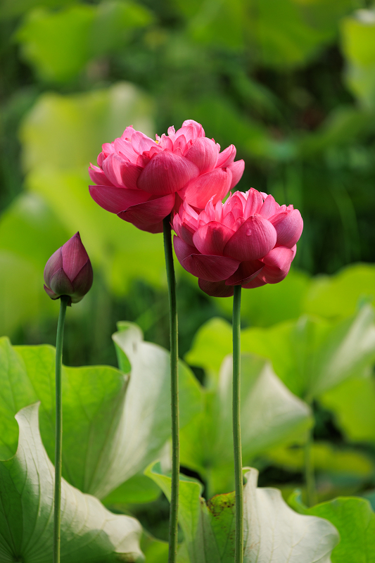 2022夏の花畑　あいのたにロータスプロジェクト_f0155048_23120977.jpg
