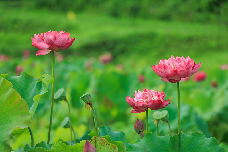 2022夏の花畑　あいのたにロータスプロジェクト_f0155048_23121757.jpg