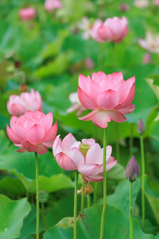 2022夏の花畑　あいのたにロータスプロジェクト_f0155048_23122437.jpg