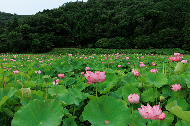 2022夏の花畑　あいのたにロータスプロジェクト_f0155048_23122932.jpg