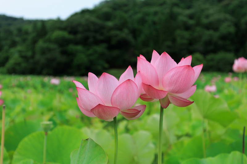2022夏の花畑　あいのたにロータスプロジェクト_f0155048_23123380.jpg