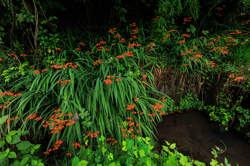 2022夏の花畑　あいのたにロータスプロジェクト_f0155048_23124556.jpg
