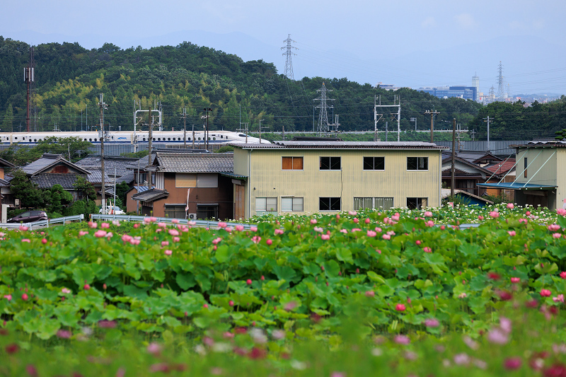 2022夏の花畑　あいのたにロータスプロジェクト_f0155048_23125420.jpg
