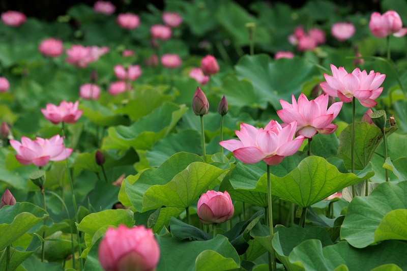 2022夏の花畑　あいのたにロータスプロジェクト_f0155048_23131663.jpg
