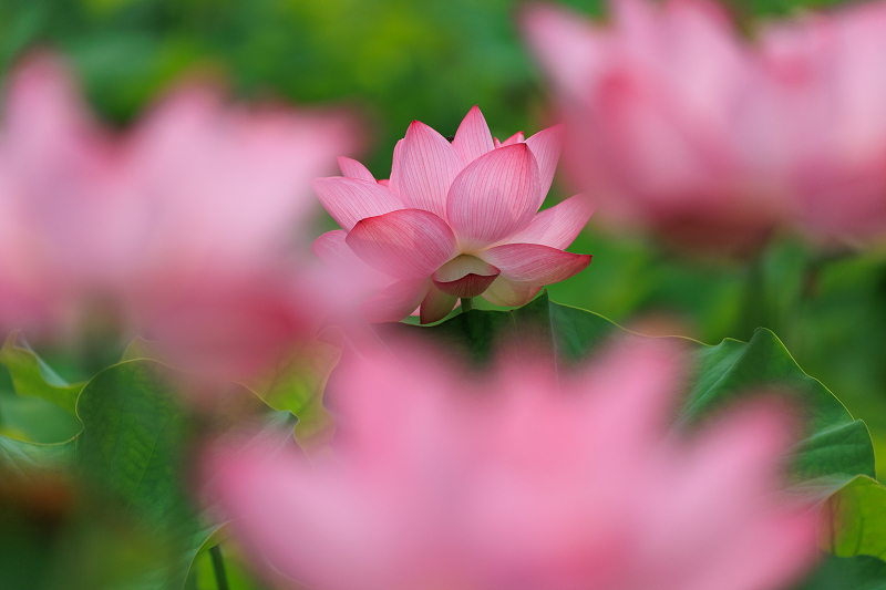 2022夏の花畑　あいのたにロータスプロジェクト_f0155048_23131939.jpg